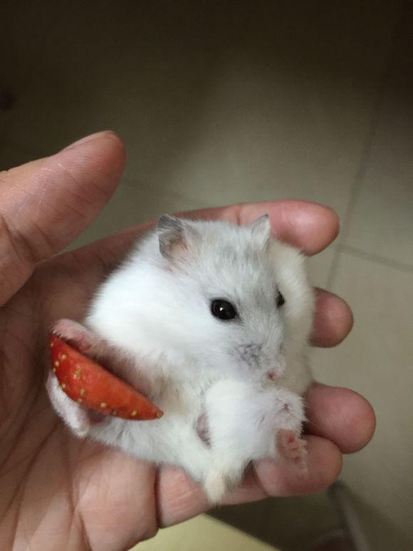 主人给了银狐仓鼠半颗草莓，它开心得仿佛拥有了全世界，迷之微笑