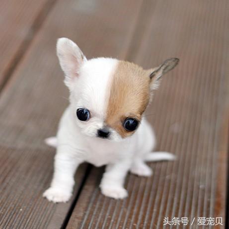 小型犬中的小型犬：吉娃娃