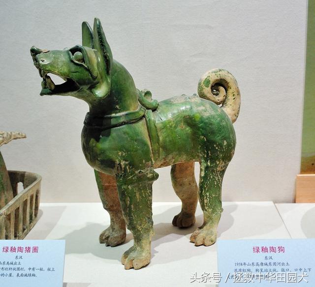 中华田园犬的前身，强汉时期的传统家犬，庄重威严！