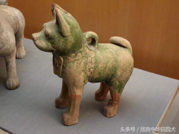 中华田园犬的前身，强汉时期的传统家犬，庄重威严！