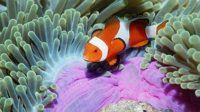 海洋世界图集欣赏：美美的小丑鱼
